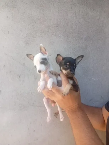 Pinscher Macho Disponível