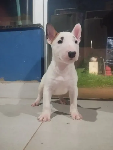 Filhote de Bull Terrier Macho branco pirata sombrancelha