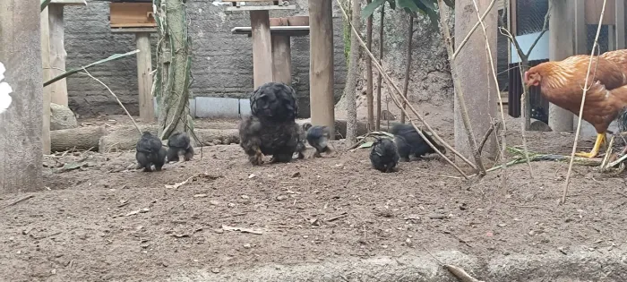 Galinha mini cochin preta com 6 filhotes mini cochins pretos