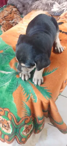 Vendo filhote fêmea raça Cofap misturado com pinscher dois meses r$ 70 já tá meio folgada