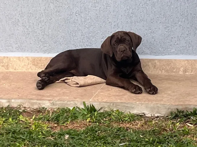 Cane corso