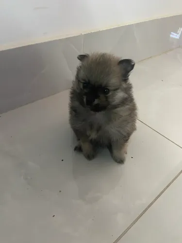 Cachorro filhote Lulu da pomerania