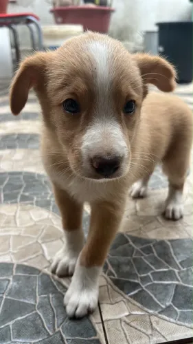 Filhote de Border Collie