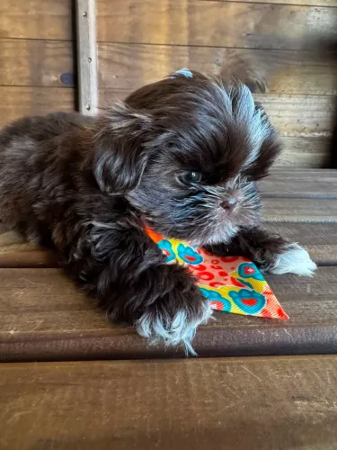 Macho Shi Tzu