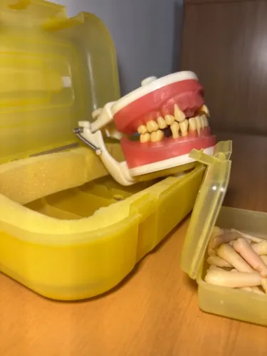 Manequim Periodontia para alunos