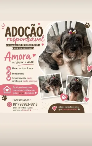 Adoção 