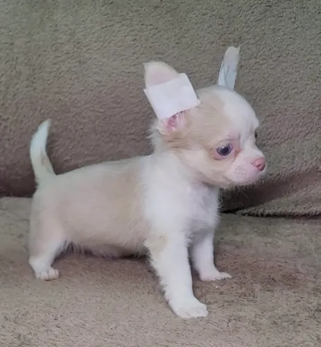Venda chihuahua pelo longo