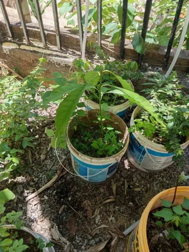 Muda de Abacate Avocado (Hass).