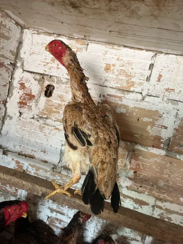 Galinha Índia bico curto?