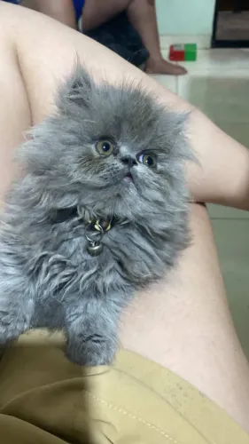 Filhotes de Gato persa