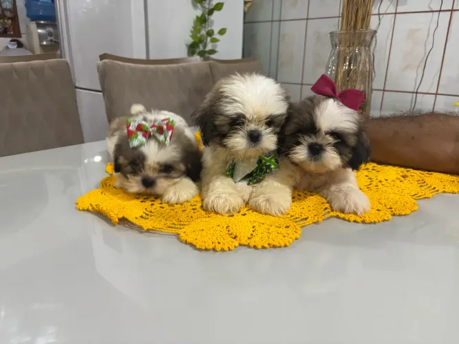 lindo bebês com 50 dias de vida  1200 aceito cartão 10x
