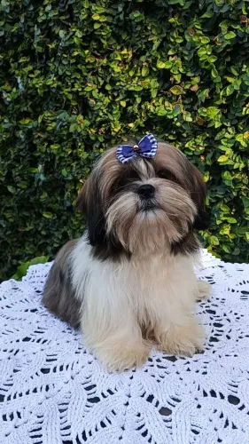 Shih Tzu disponível.