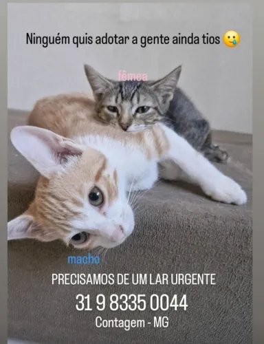 gatos para adoção