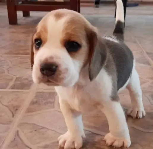 Filhotes de Beagle | Um sorriso garantido