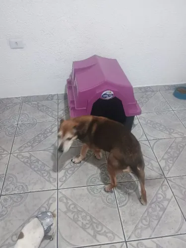 Casa cachorro teto Rosa tamanho 5
