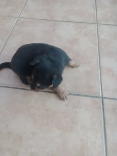 Doação de Rottweiler