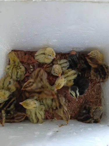 Pintinhos de Codornas pra vender das gigantes e das japonesas