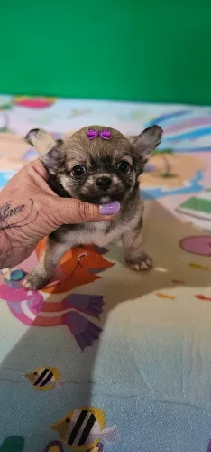 Chihuahua Femea Pelo Longo Linhagem importada