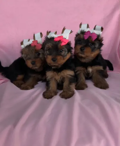 Yorkshires Fêmeas - Umas princesinhas esperando por você!