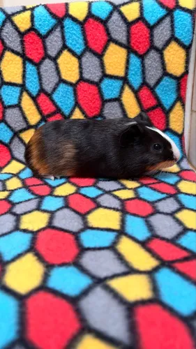 Porquinho da Índia Filhote 