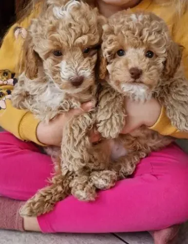 Poodle,Poodle Filhote Muito Amoroso e Dócil