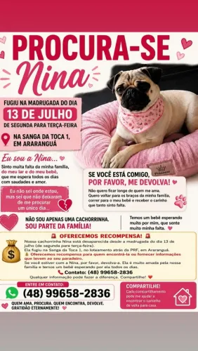 Procura-se Pug Nina