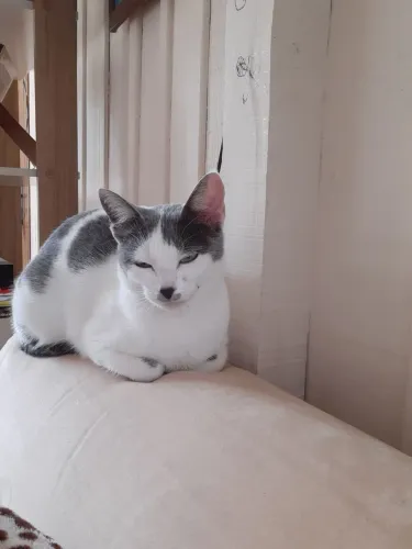 Gata Fêmea Carinhosa