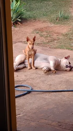 Vendo amercan Bully femia Mini com 6mes de idade.