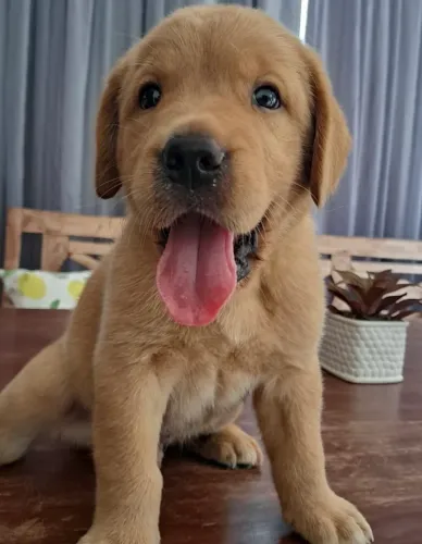 Filhote de Golden com Labrador