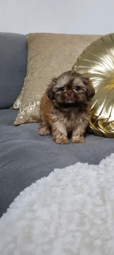 Shih-tzu 