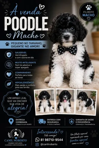 Poodle