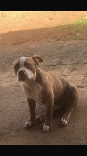 Lindo filhote de american bully pocket a venda merly
