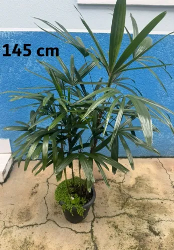 Palmeira Ráfis Excelsa Premium - 145 cm