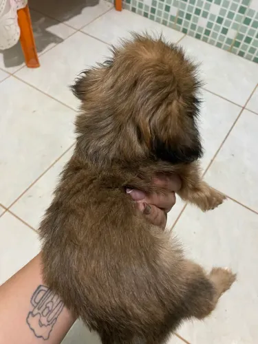 Cachorro shih tzu