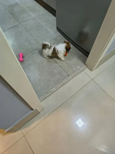 Filhote Fêmea Shih Tzu (2 meses)
