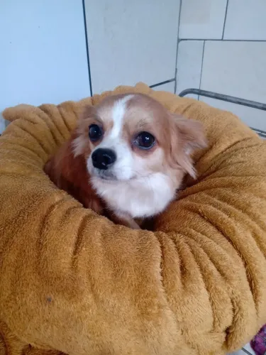 Fêmea adulta 2 aninho de chihuaua só pra compania