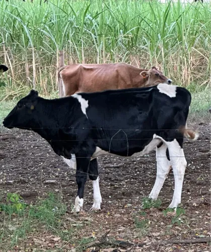 Novilha Girolando