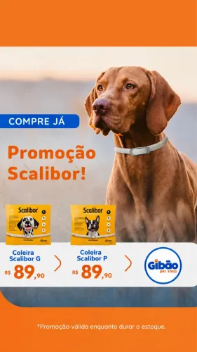 COLEIRA SCALIBOR