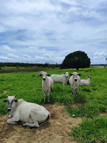 Fazenda com 142 hectares na região de Macaíba