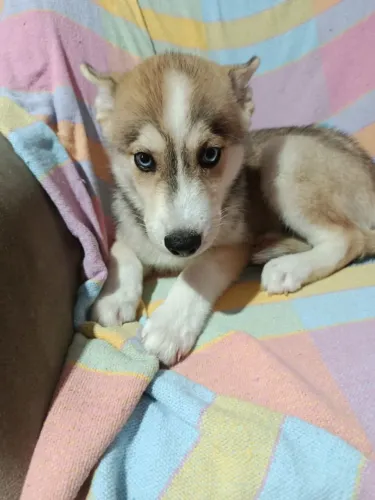 Filhote de husky siberiano beleza e carisma em quatro patas