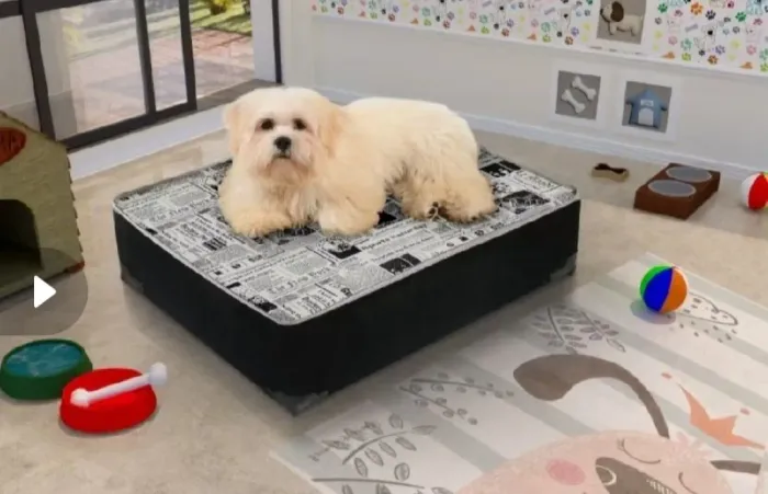 Cama box pet pequeno