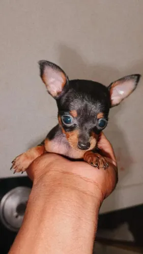 Pinscher Zero Pais no local ESSENCIAL