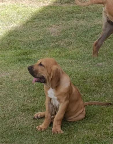 Filhote de Fila Brasileiro 