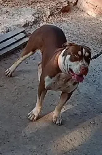 Vendo filhotes de pitmonster 