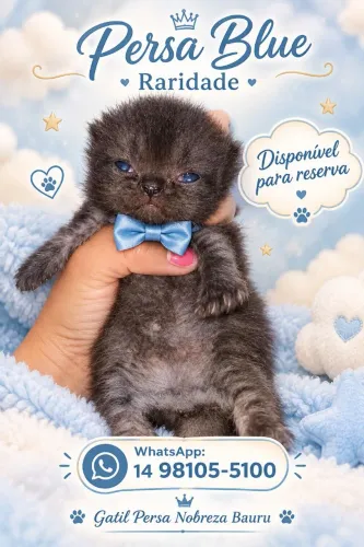 Gato persa filhote