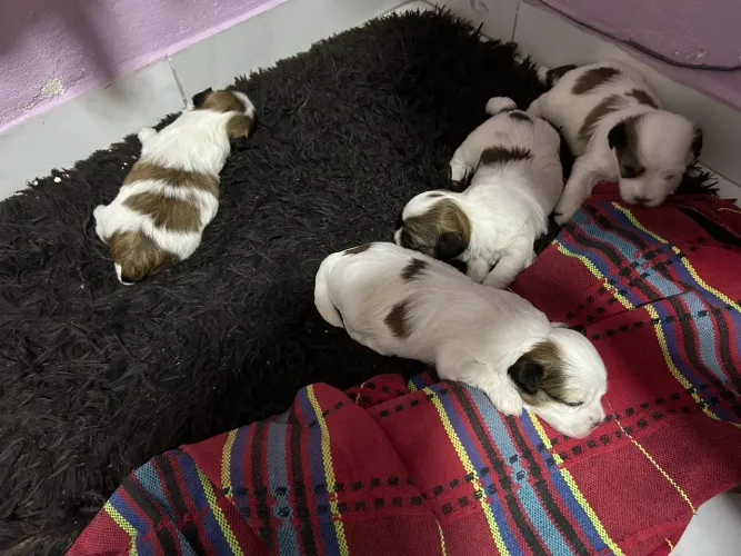 Filhote de lhasa apso