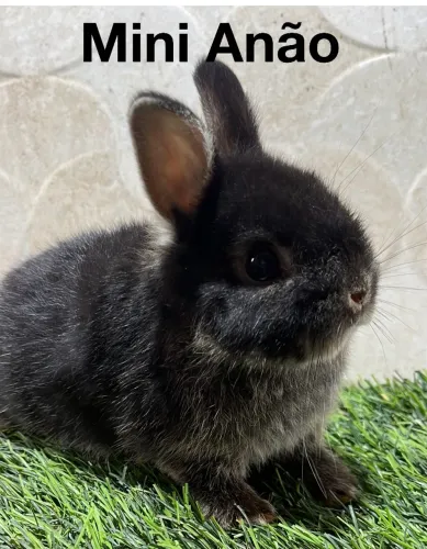Mini coelhos