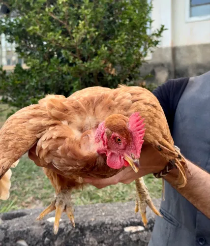 Pescoço Pelado Carijós 