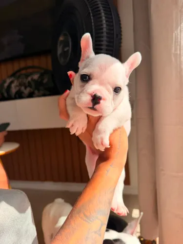 BULDOGUE FRANCÊS