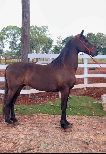 Cavalo manga larga machador castrado